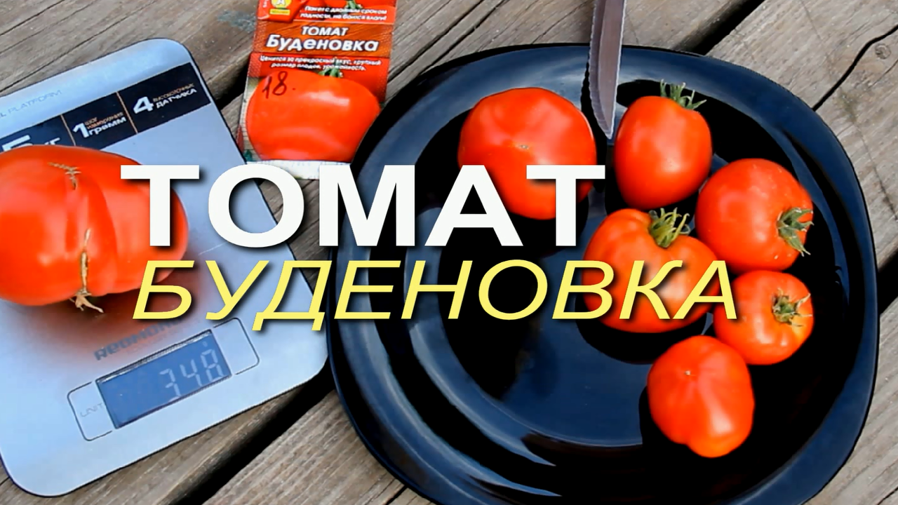 Томатов буденовка. описание сорта, фото, урожайность, характеристика