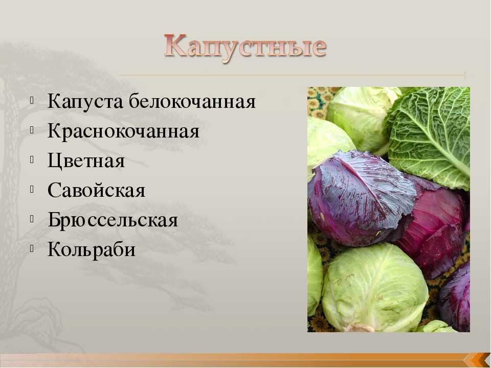 Презентация на тему белокочанная капуста