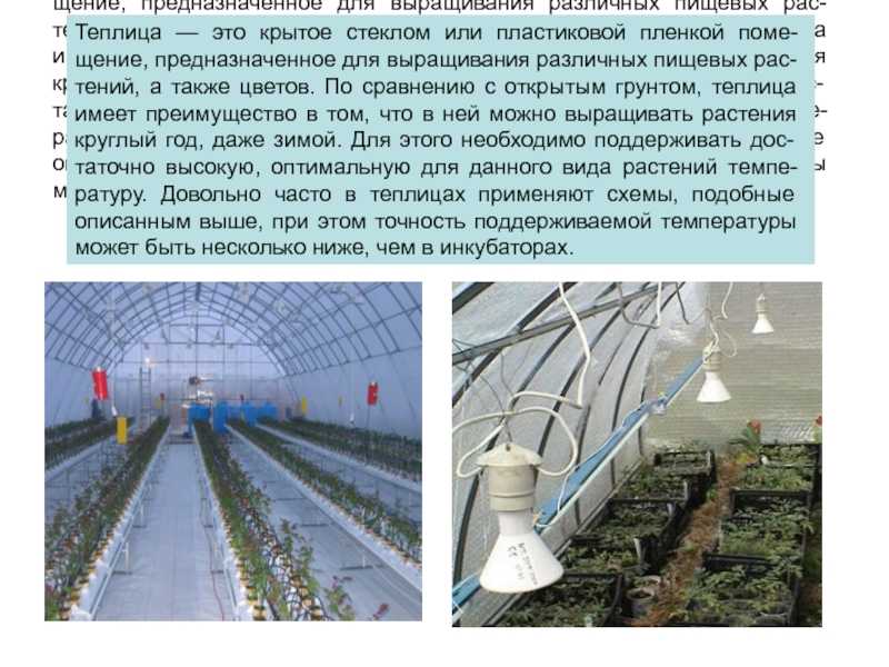 Выращивание голландских сортов томатов, преимущества, требуемые условия и уход