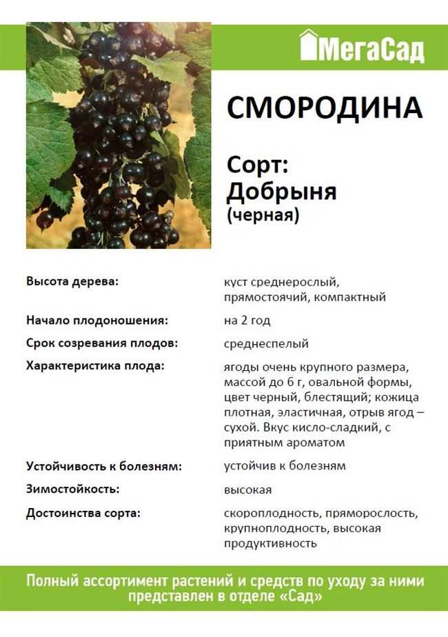 Смородина геркулес (геракл) чёрная: описание сорта с фото, урожайность, вкусовые качества