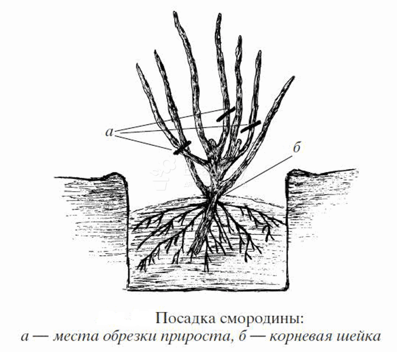 Какие корни у крыжовника фото