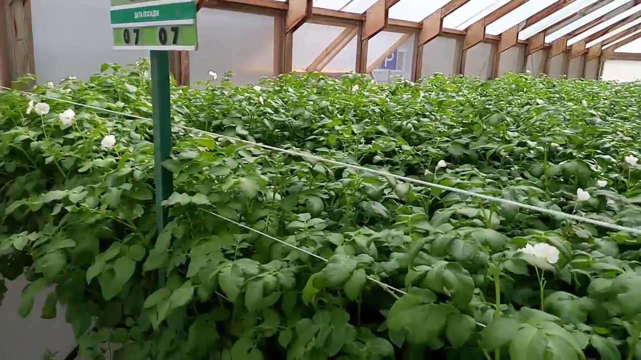 ✅ что можно выращивать в теплице зимой: овощи и зелень круглый год