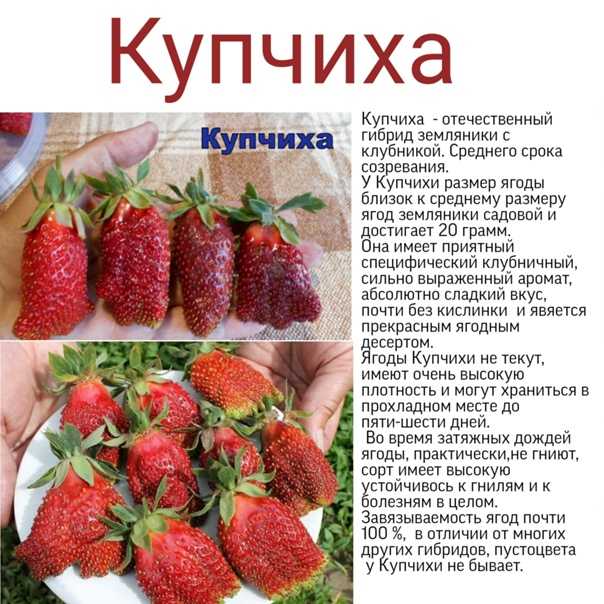 Клубника ламбада: описание ягодного сорта и правила ухода за культурой