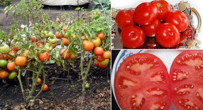 Томат агата: описание сорта, отзывы, фото, урожайность | tomatland.ru
