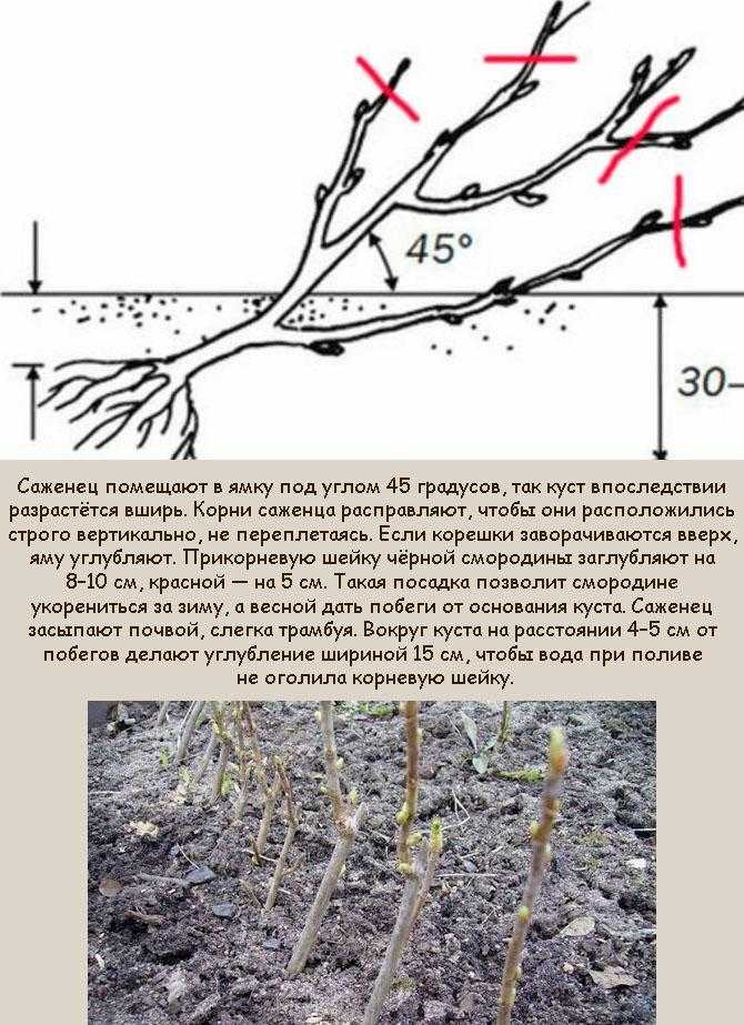 Схема посадки красной смородины