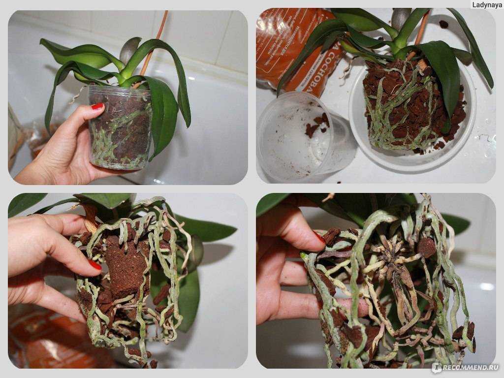 Можно ли пересаживать цветущую орхидею в другой