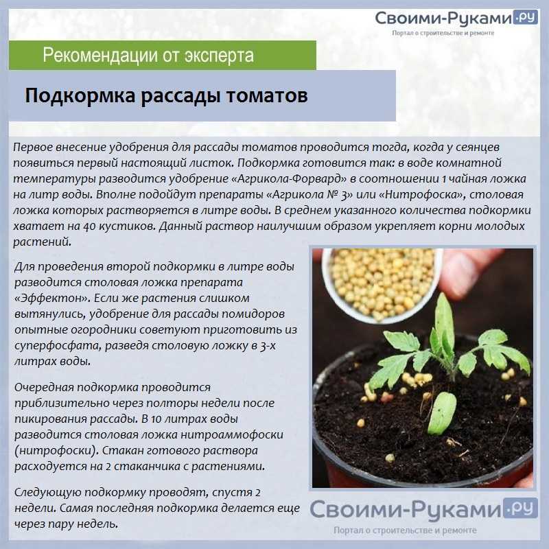 Сорт томатов красная шапочка