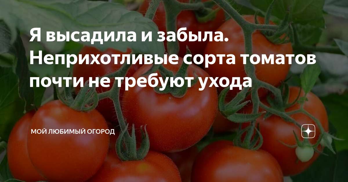 Компактный томат повышенной продуктивности. описание засолочного чуда