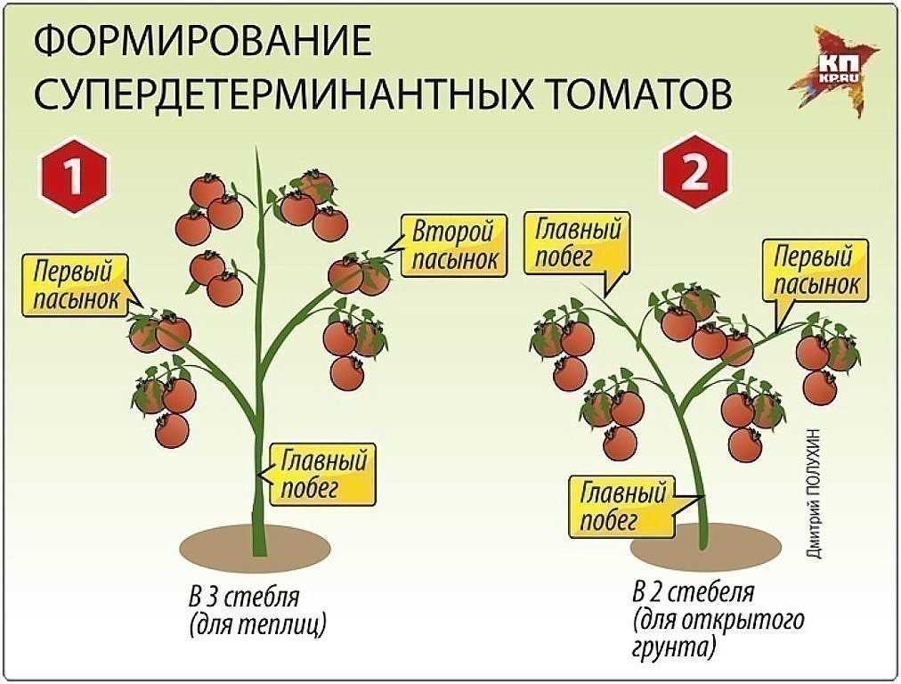 Как вырастить помидоры на балконе: выращивание томатов пошагово