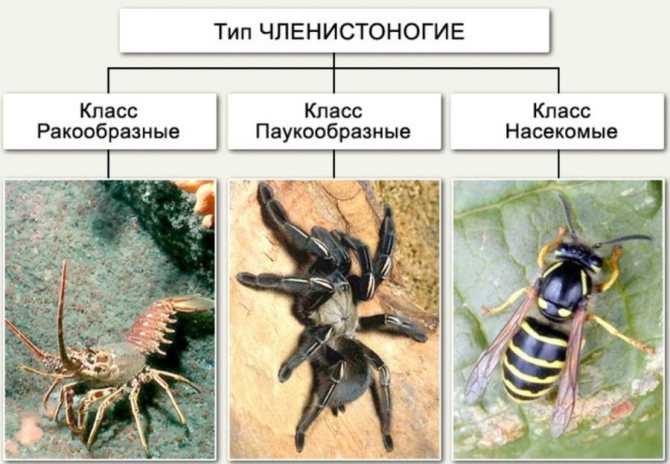 Мокрица (мокрец) 12 лечебных свойств, польза и вред для организма