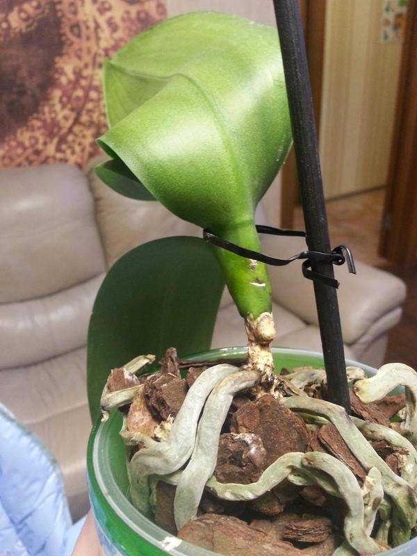 Как спасти орхидею без корней, листьев и точки роста, или с чем-то одним: как в домашних условиях реанимировать вялый цветок, что делать, когда побег отвалился? selo.guru — интернет портал о сельском хозяйстве