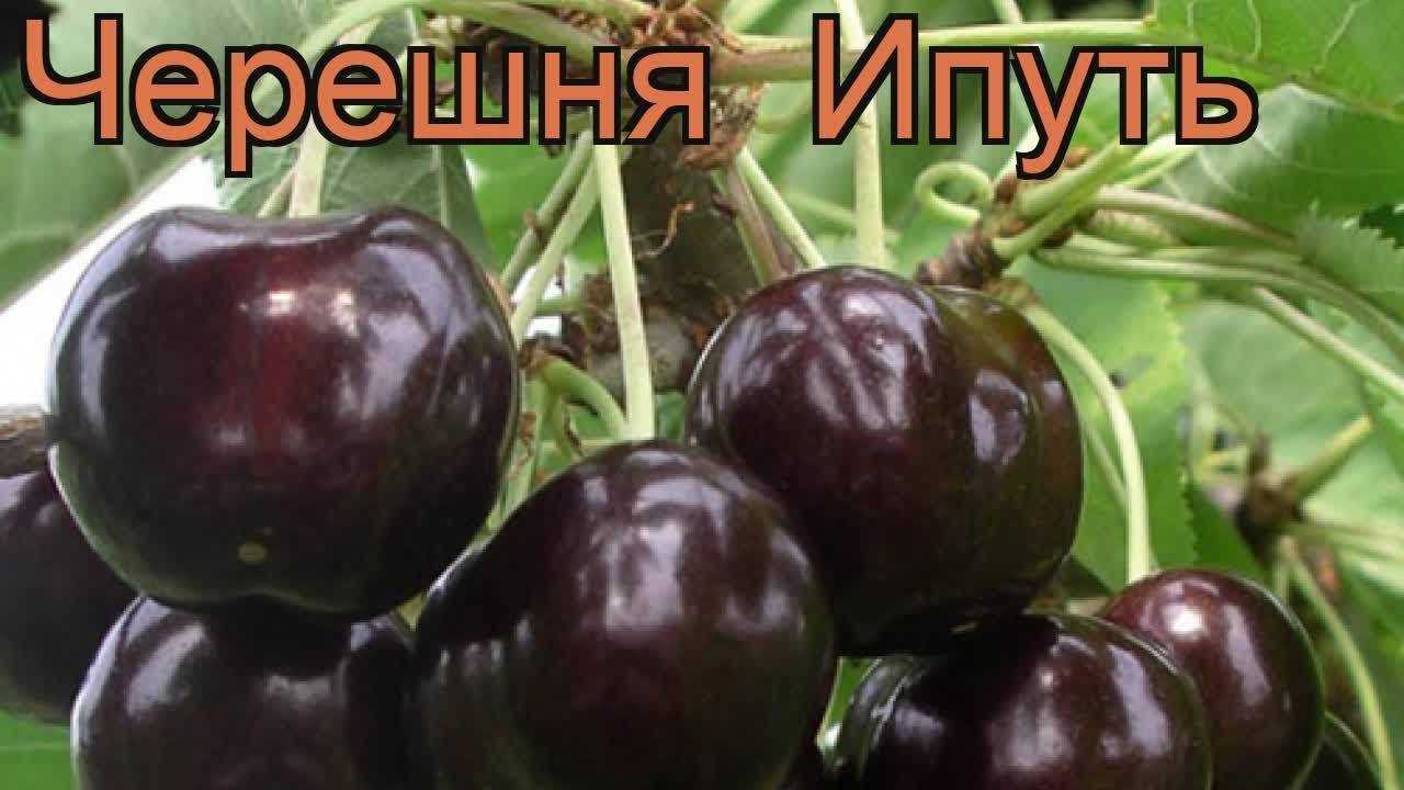 Черешня ипуть: описание сорта, фото, отзывы, опылители, морозостойкость