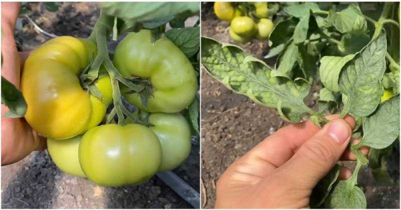Подкормка помидоров: чем удобрять рассаду томатов, кусты после пересадки и в период плодоношения