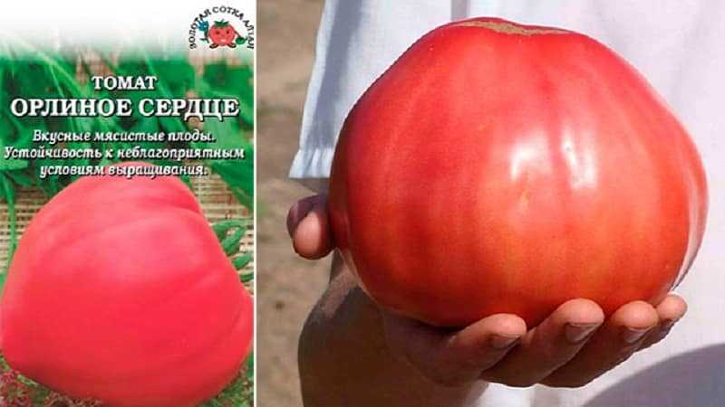 Сорт помидор Орлиное сердце. Орлиное сердце томат описание и фото
