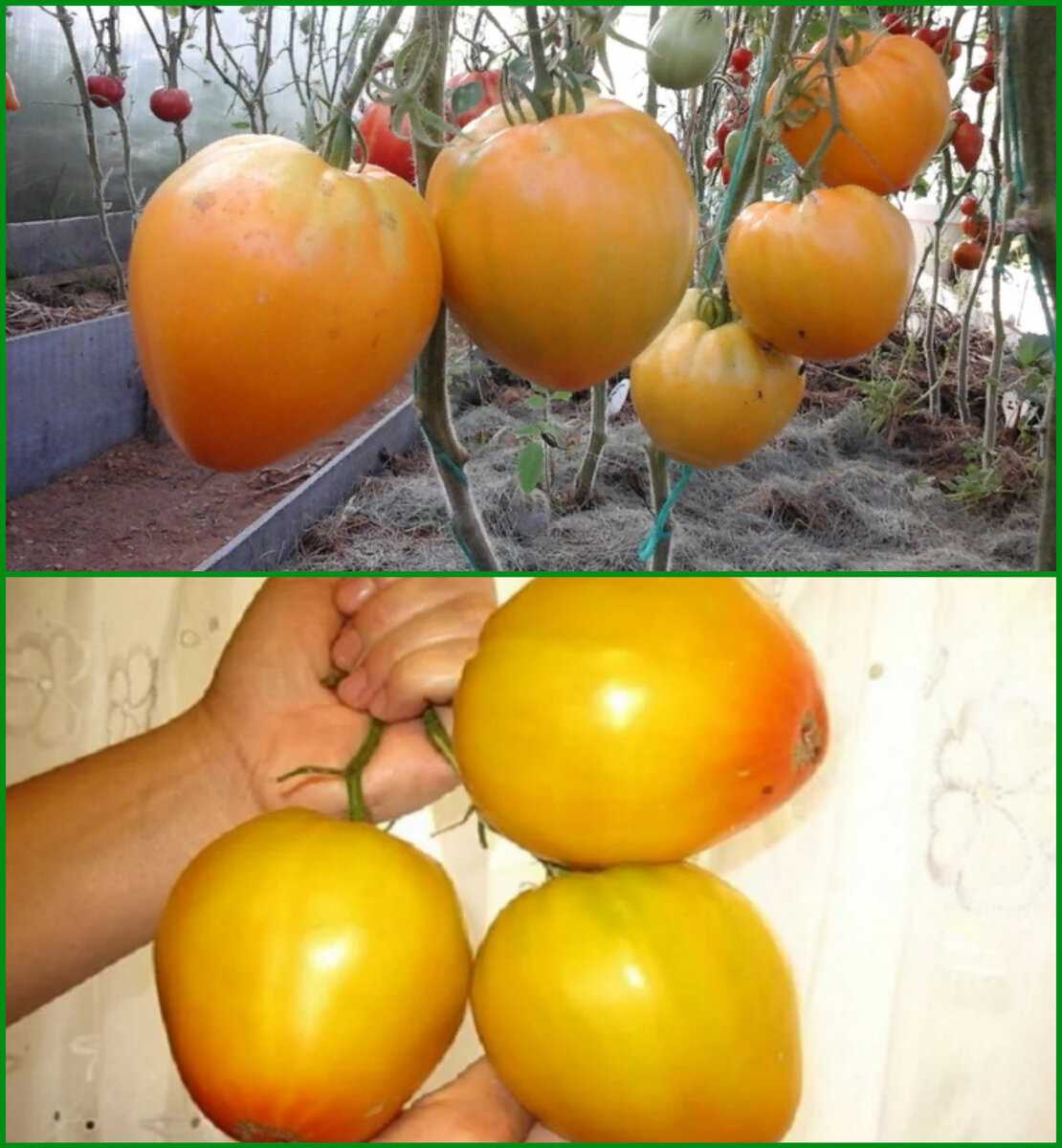 Сорта томатов Сибирь закрытый грунт