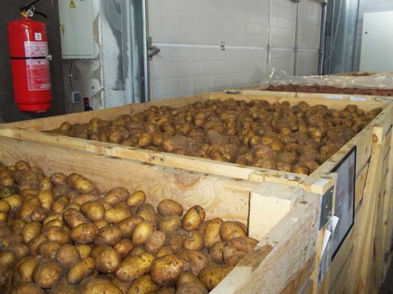Оптимальная температура хранения картофеля