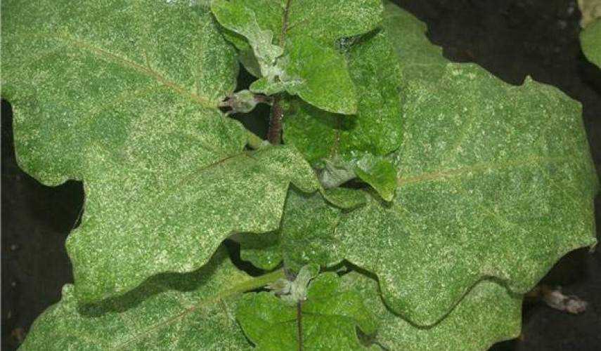 Вредители на рассаде баклажанов фото