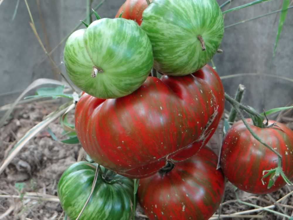Шоколадный полосатый томат описание сорта фото