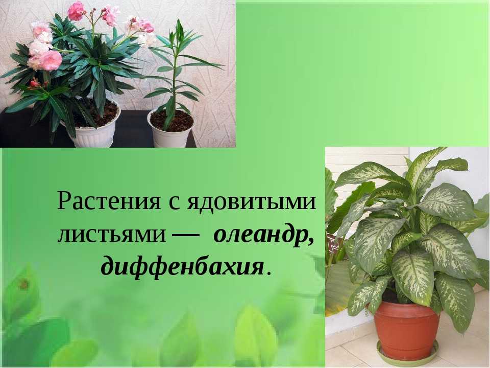 7 опасных комнатных растений для детей и взрослых