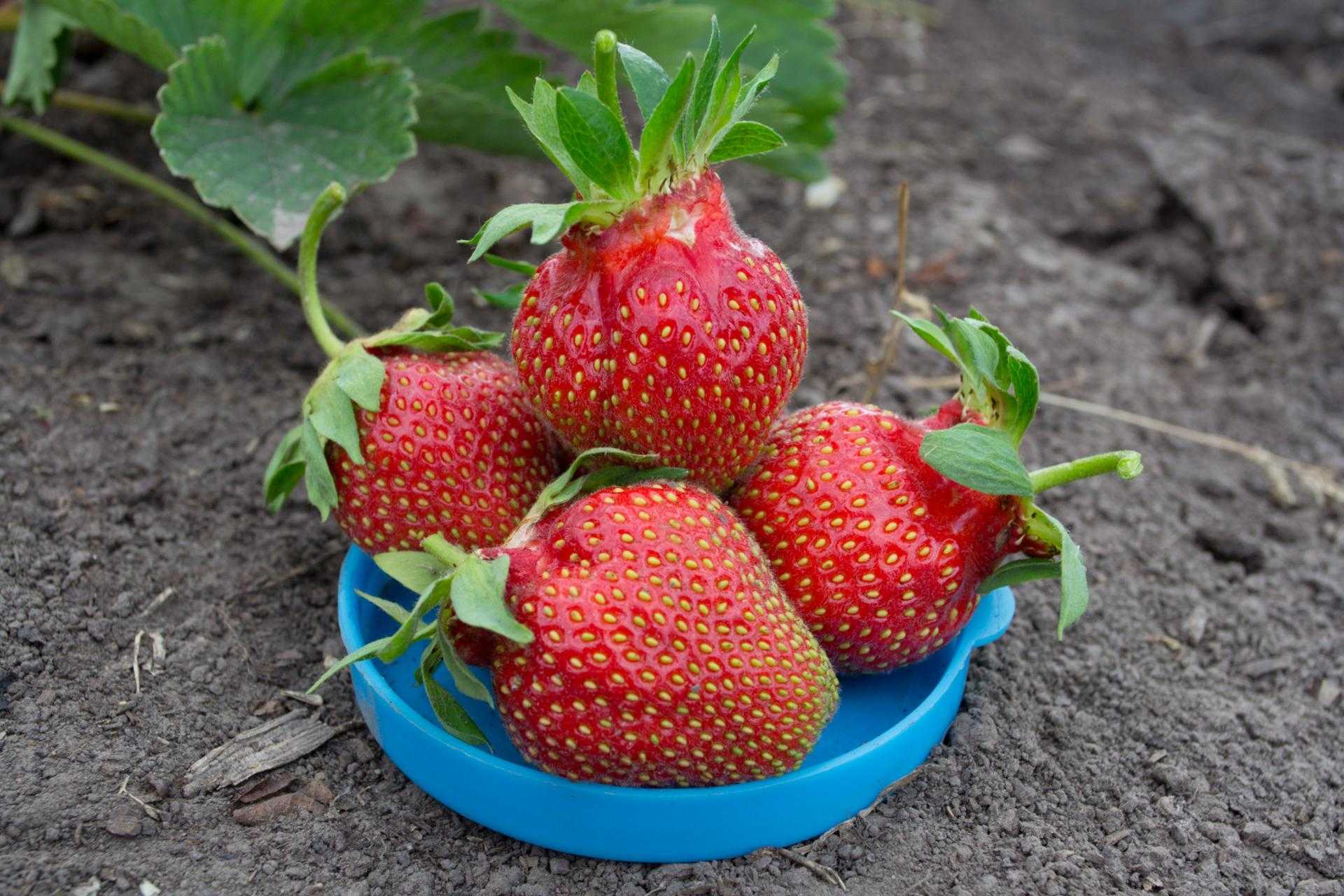 Клубника царица: описание и характеристика сорта вкусных ягод, отзывы и особенности выращивания