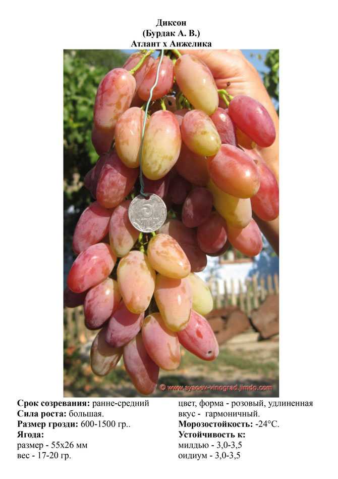 Сорт винограда альден фото и описание