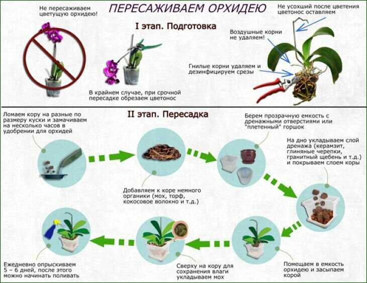 Пересадка орхидеи в домашних условиях: правила и пошаговая инструкция
