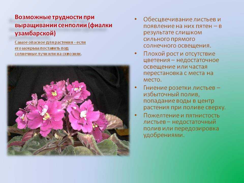 Особенности ухода за фиалками: выращиваем растение в домашних условиях