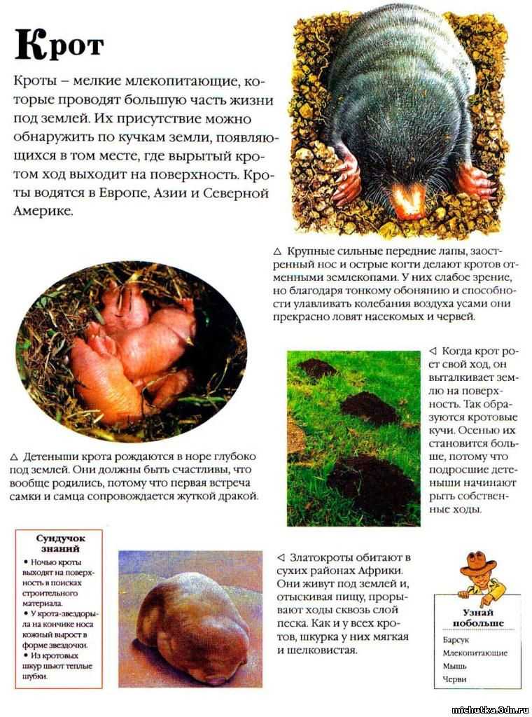Крот животное. описание, особенности, виды, образ жизни и среда обитания крота