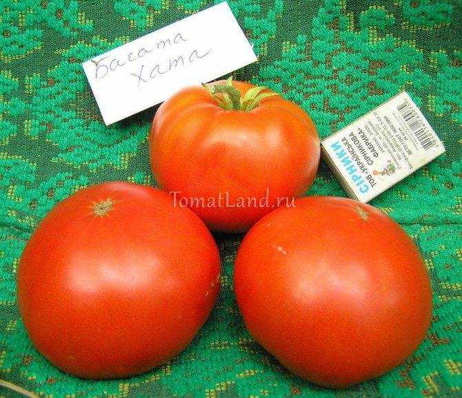 Отзывы огородников о томатах пузата хата