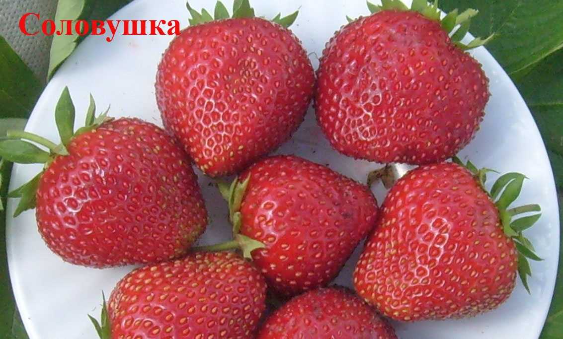 Лучшие сорта клубники для подмосковья для открытого грунта | всё о сотках