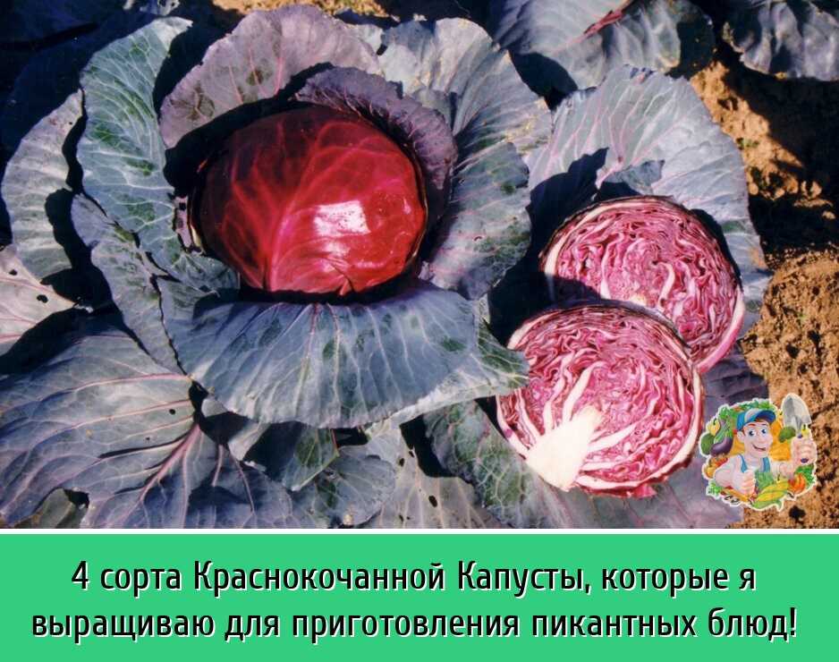 Краснокочанная капуста польза для здоровья