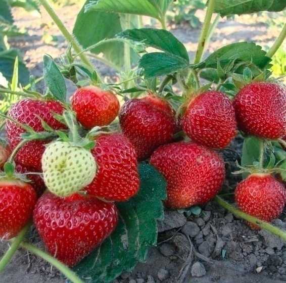 Земляника руяна: описание сорта, отзывы, выращивание, фото