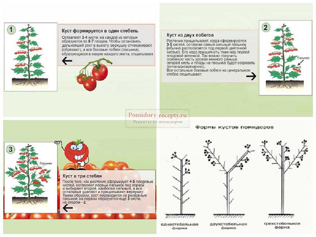 Схема роста помидора
