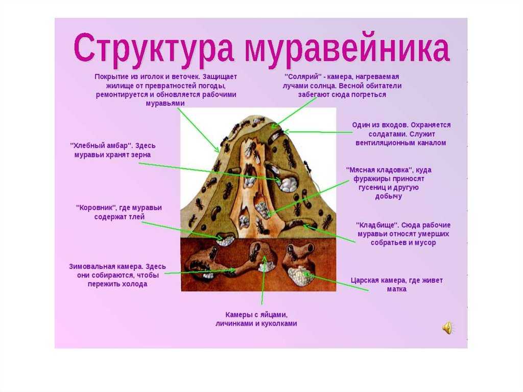 Строение муравейника картинка для детей