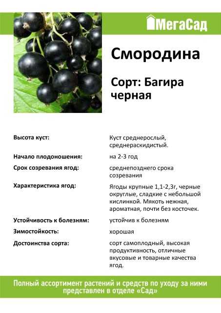 Сорт черной смородины перун фото и описание сорта