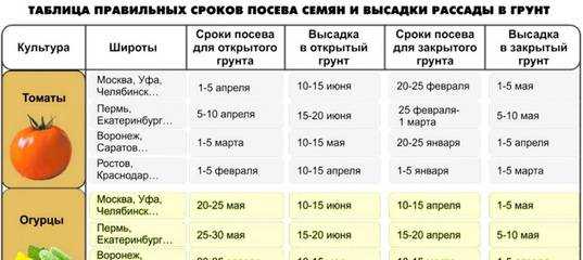 Когда нужно сажать помидоры на рассаду - когда сажать и как выращивать