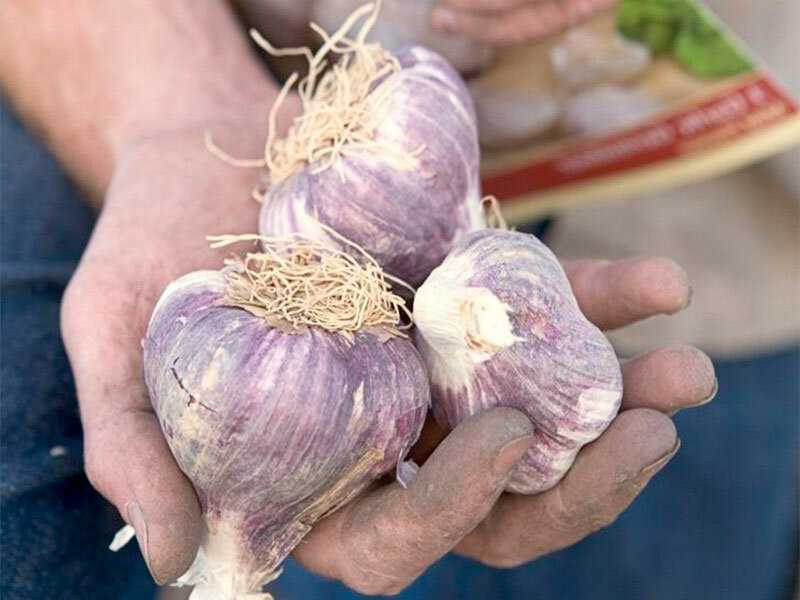 Подкормка лука и чеснока народными средствами и удобрениями для хорошего урожая