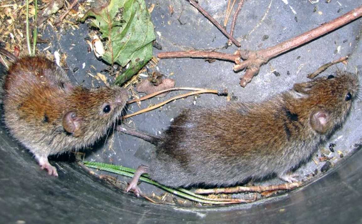Мыши на участке. Мышь полевка водяная. Земляная крыса лемминг. Мыши полевки в огороде. Мыши на дачном участке.