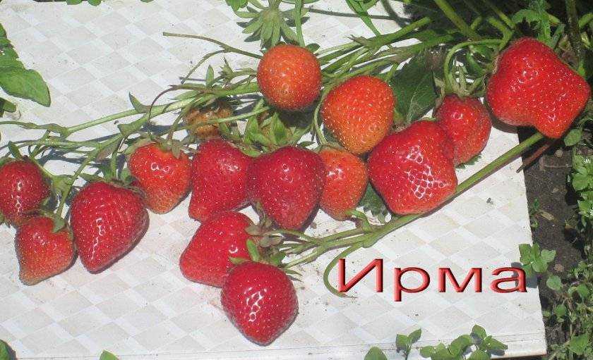 Клубника Ирма: красавица итальянка, которая прижилась на наших дачах Сорт этот относится к среднеранним видам Плодоношение наступает в середине июня, когда куст успевает укрепиться и адаптироваться после зимовки Это обеспечивает стабильный урожай до конца