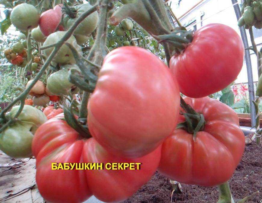 Томат бабушкин секрет: отзывы, фото, описание и характеристики сорта
