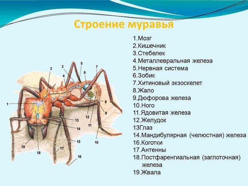 Муравей строение картинка