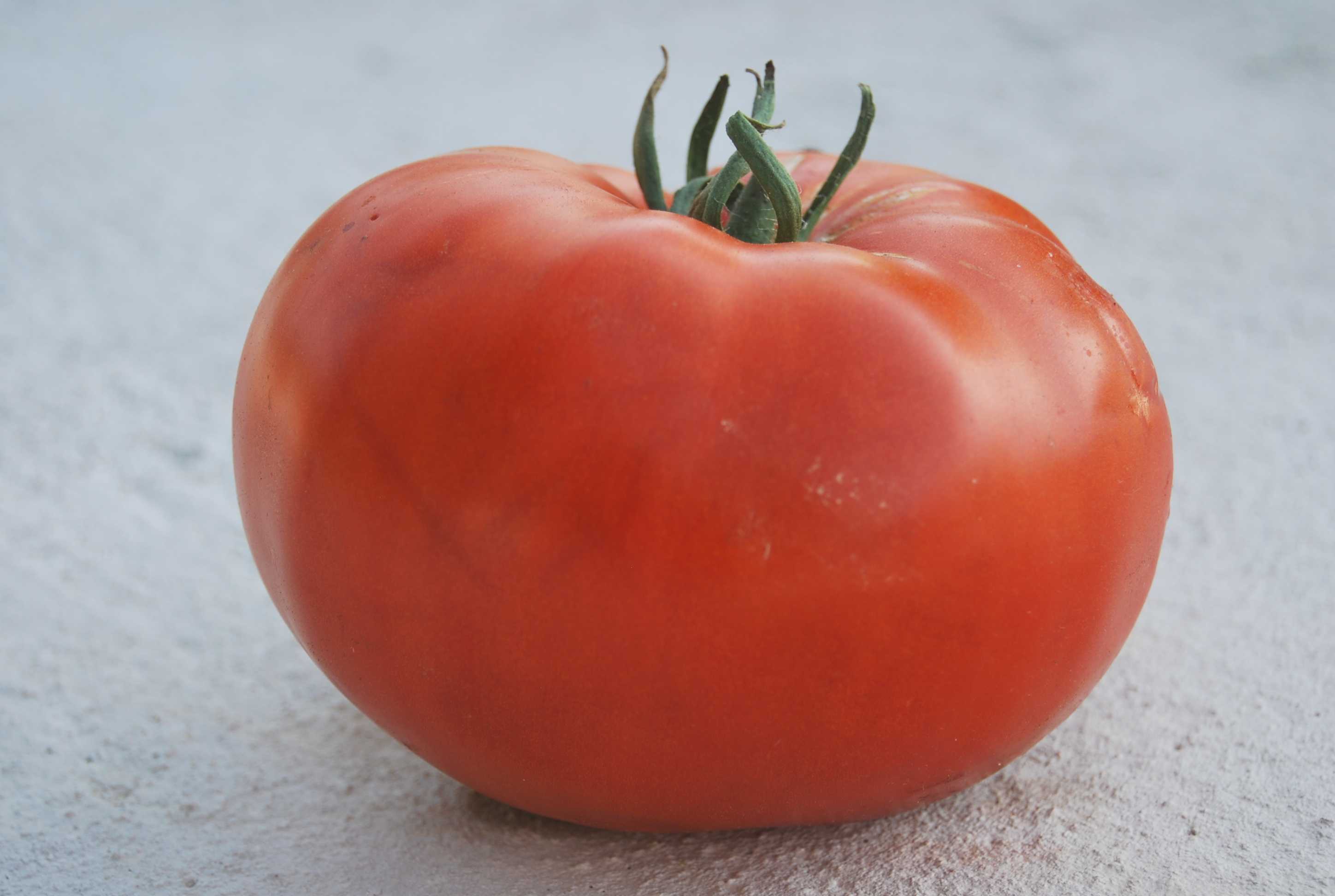 Сорт томатов чудо рынка с фото и описанием