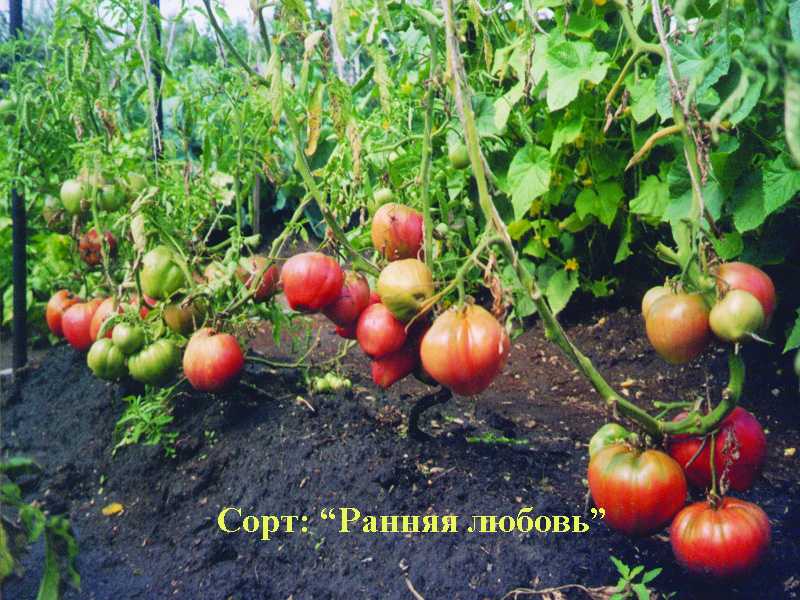 Томат ранняя любовь характеристика и описание сорта