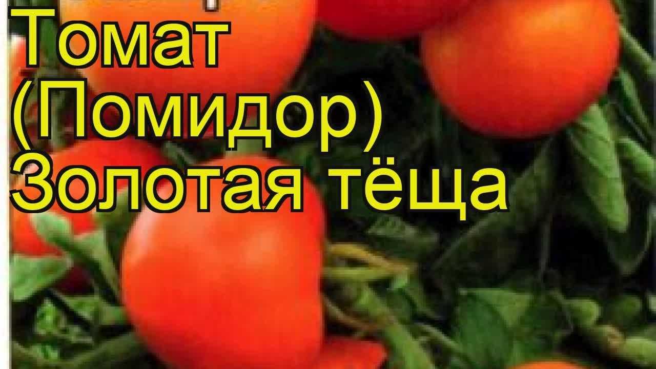 Томат золотая теща фото