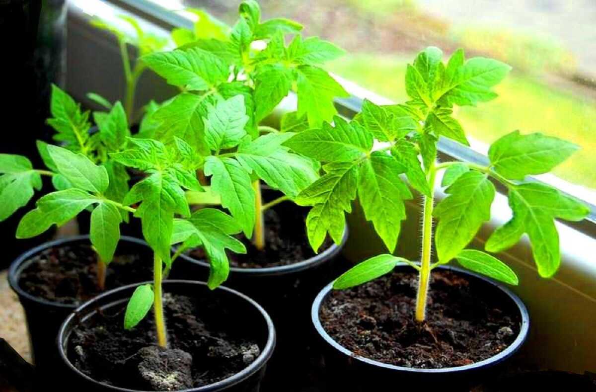 🍅 подкормка рассады томатов в домашних условиях: эффективные удобрения, правила, средства, рецепты
