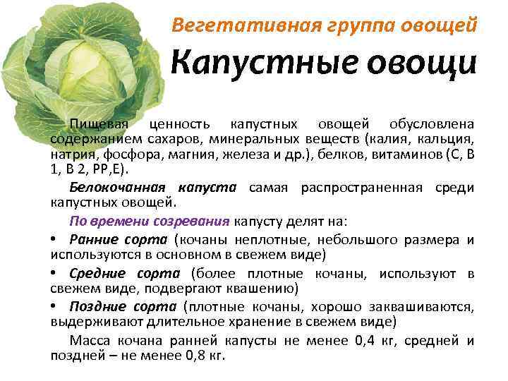 Популярные сорта краснокочанной капусты: их выбор и описание