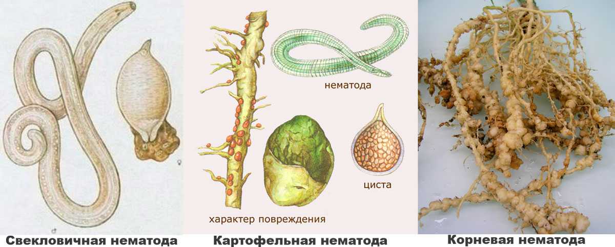 Ленточные черви, причины, симптомы и лечение