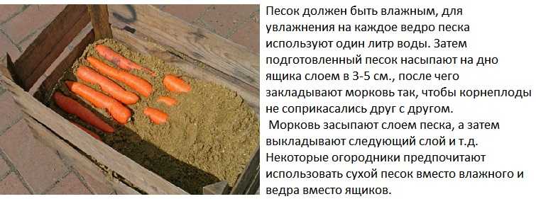 Как хранить морковь зимой: в подполе, песке, пакете, опилках