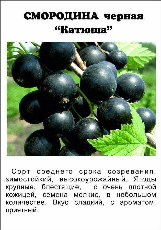 Черная смородина геркулес