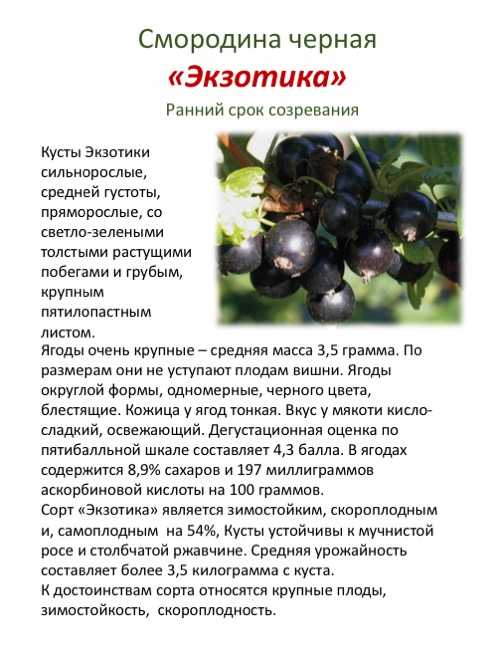 15 лучших сортов чёрной смородины. список с названиями, описаниями и фото — ботаничка
